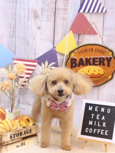 20240929のえるくん